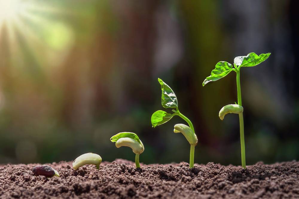Planting,Growing,Step,With,Green,Nature,Background,And,Sunrise expert supply chain